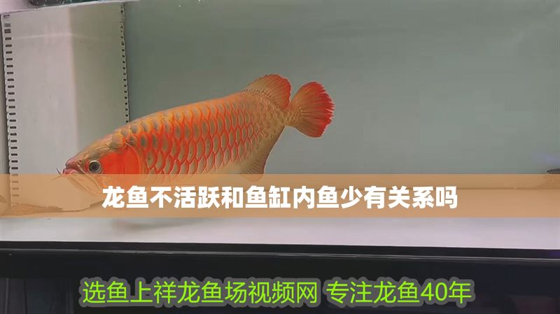 龍魚不活躍和魚缸內魚少有關系嗎 龍魚不活躍和魚缸內魚少有關系嗎 龍魚百科 第2張
