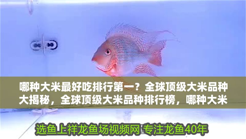 老魚匠造浪泵模式（老魚匠造浪泵用哪個模式）