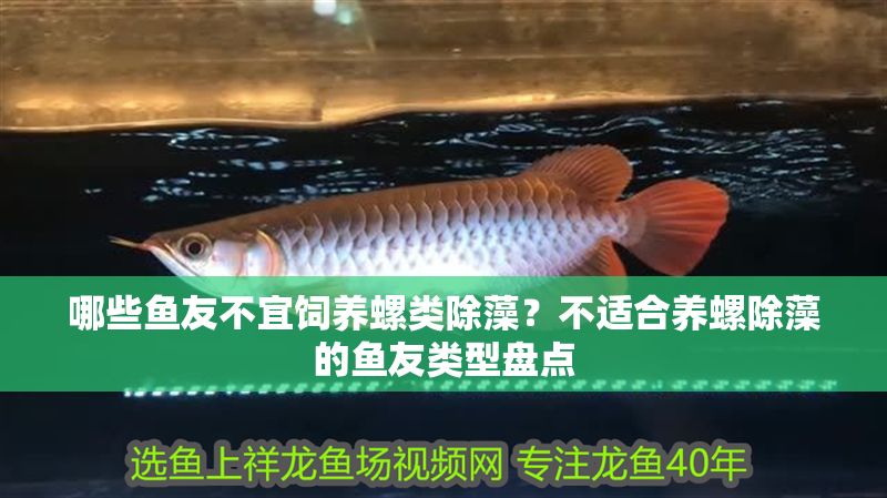 哪些魚友不宜飼養(yǎng)螺類除藻？不適合養(yǎng)螺除藻的魚友類型盤點