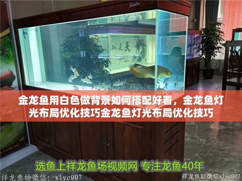 金龍魚用白色做背景如何搭配好看，金龍魚燈光布局優(yōu)化技巧金龍魚燈光布局優(yōu)化技巧