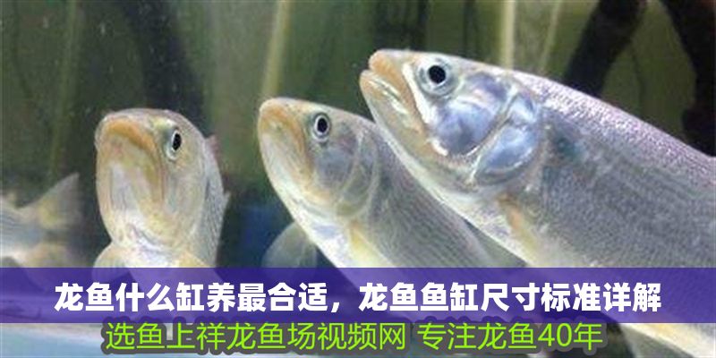 龍魚什么缸養最合適，龍魚魚缸尺寸標準詳解