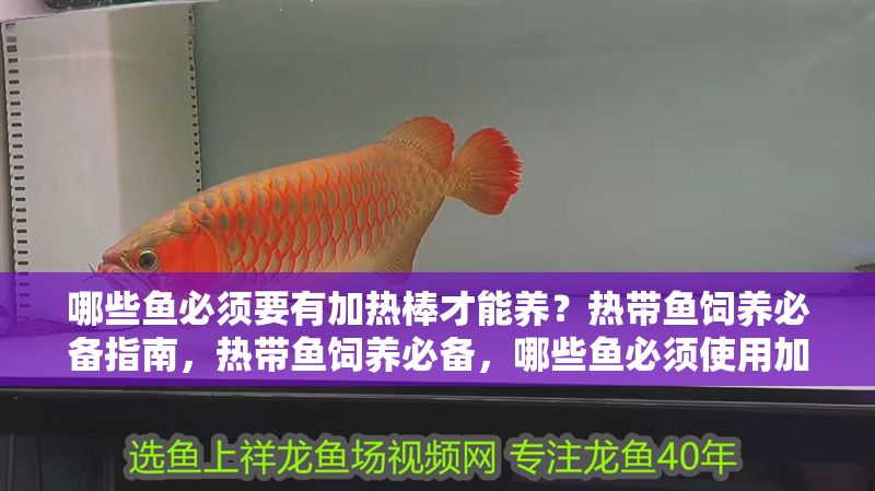 哪些魚必須要有加熱棒才能養(yǎng)？熱帶魚飼養(yǎng)必備指南，熱帶魚飼養(yǎng)必備，哪些魚必須使用加熱棒？