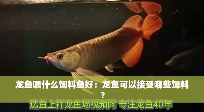 龍魚喂什么飼料魚好：龍魚可以接受哪些飼料？