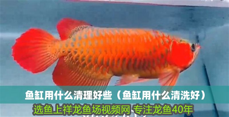 魚缸用什么清理好些（魚缸用什么清洗好）
