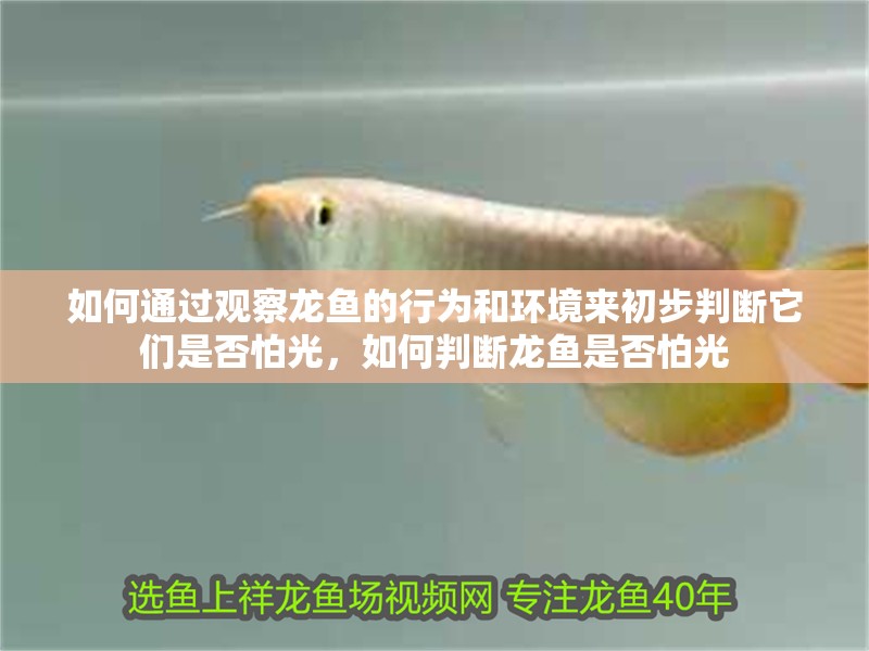如何通過觀察龍魚的行為和環境來初步判斷它們是否怕光，如何判斷龍魚是否怕光