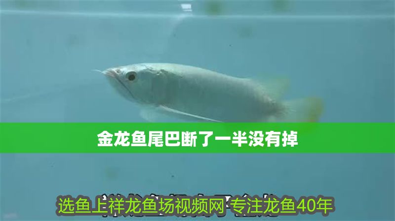 金龍魚尾巴斷了一半沒有掉