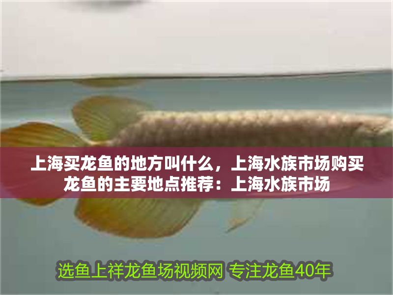 上海買龍魚的地方叫什么，上海水族市場購買龍魚的主要地點推薦：上海水族市場