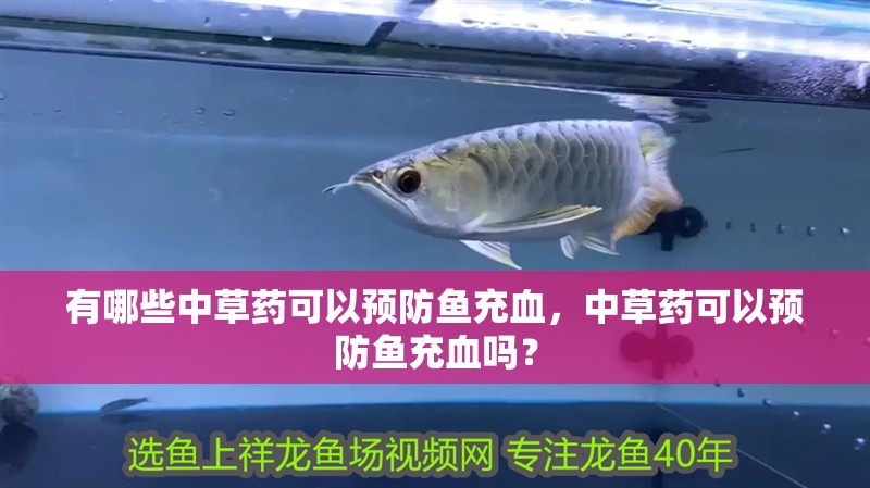 有哪些中草藥可以預防魚充血，中草藥可以預防魚充血嗎？ 有哪些中草藥可以預防魚充血，中草藥可以預防魚充血嗎？ 龍魚百科