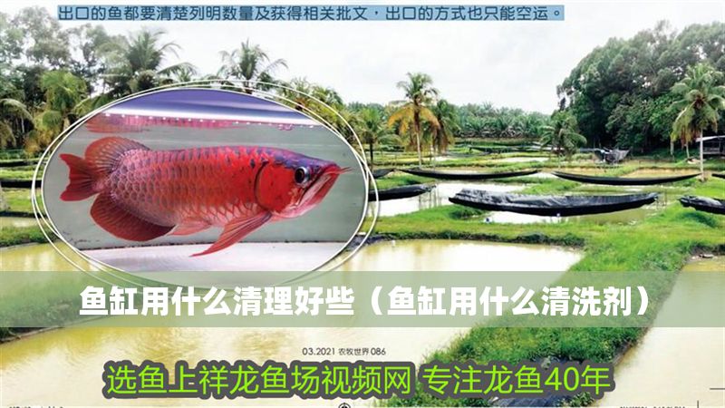 魚缸用什么清理好些（魚缸用什么清洗劑）