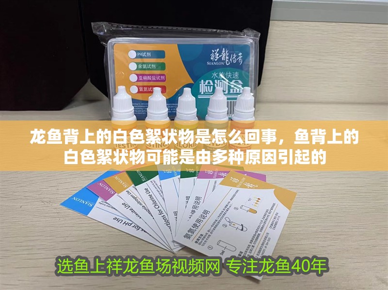 龍魚背上的白色絮狀物是怎么回事，魚背上的白色絮狀物可能是由多種原因引起的