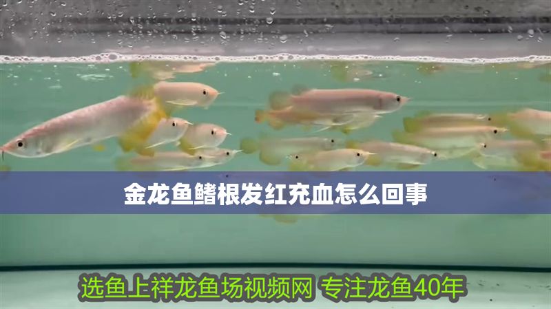 金龍魚鰭根發紅充血怎么回事 金龍魚鰭根發紅充血怎么回事 龍魚百科 第2張