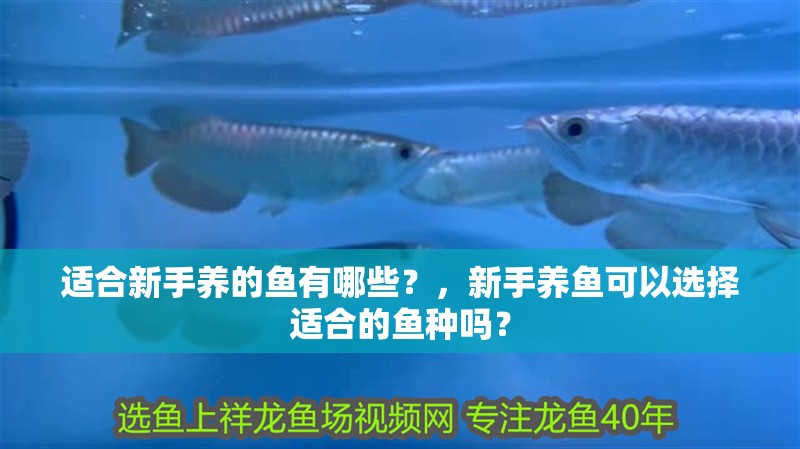 適合新手養的魚有哪些？，新手養魚可以選擇適合的魚種嗎？