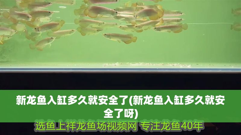 新龍魚入缸多久就安全了(新龍魚入缸多久就安全了呀) 新龍魚入缸多久就安全了(新龍魚入缸多久就安全了呀) 龍魚百科 第1張