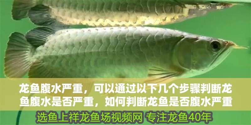 龍魚腹水嚴重，可以通過以下幾個步驟判斷龍魚腹水是否嚴重，如何判斷龍魚是否腹水嚴重
