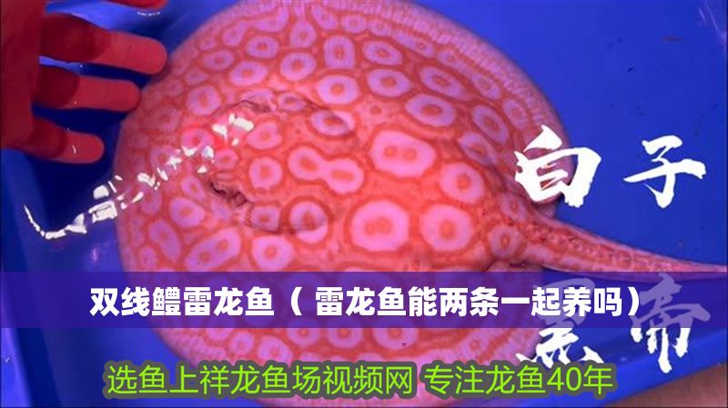 雙線鱧雷龍魚（ 雷龍魚能兩條一起養嗎）