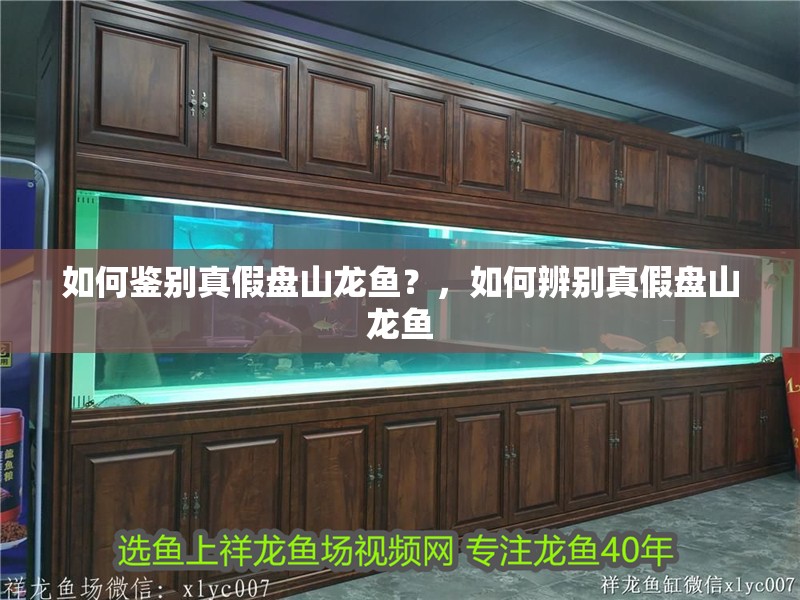 女人不宜養魚的4個屬相，風水禁忌與運勢解析，女人不宜養魚的4個屬相，風水禁忌與運勢影響解析
