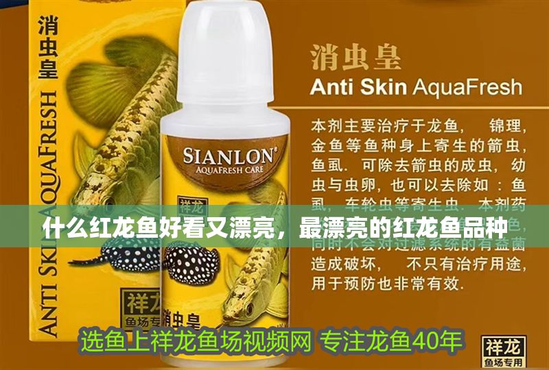 什么紅龍魚好看又漂亮，最漂亮的紅龍魚品種