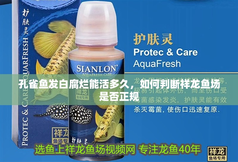 魚缸過濾器選購指南:自制魚缸過濾器魚缸上置過濾器對于養魚愛好者的必備知識 孔雀魚發白腐爛能活多久,如何判斷祥龍魚場是否正規 龍魚百科 孔雀魚發白腐爛能活多久,如何判斷祥龍魚場是否正規 孔雀魚發白腐爛能活多久,如何判斷祥龍魚場是否正規 龍魚百科