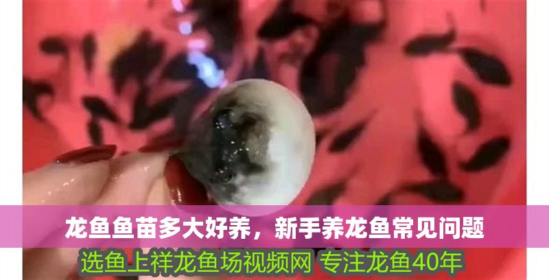 龍魚魚苗多大好養，新手養龍魚常見問題