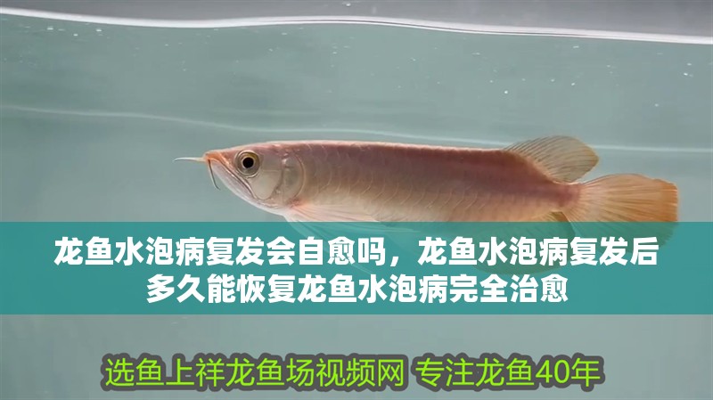 龍魚水泡病復發會自愈嗎，龍魚水泡病復發后多久能恢復龍魚水泡病完全治愈
