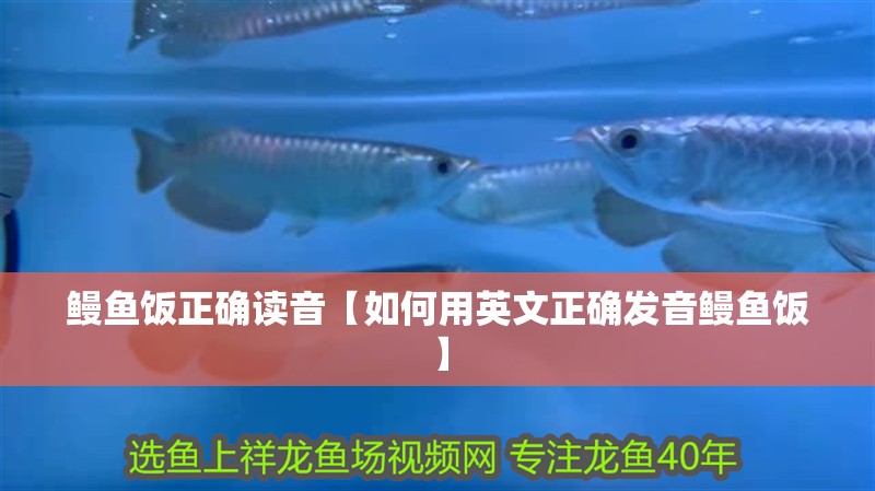 鰻魚飯正確讀音【如何用英文正確發(fā)音鰻魚飯】 鰻魚飯正確讀音【如何用英文正確發(fā)音鰻魚飯】 龍魚百科