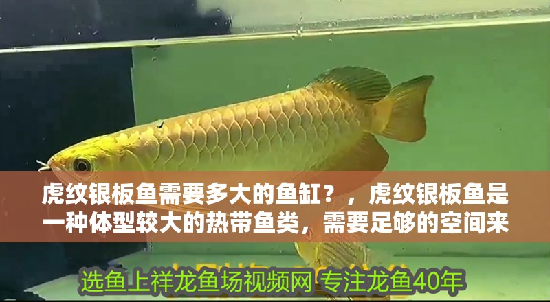 龍魚干蝦有營養(yǎng)嗎 虎紋銀板魚需要多大的魚缸?,虎紋銀板魚是一種體型較大的熱帶魚類,需要足夠的空間來維持其健康和繁殖 龍魚百科 虎紋銀板魚需要多大的魚缸?,虎紋銀板魚是一種體型較大的熱帶魚類,需要足夠的空間來維持其健康和繁殖 虎紋銀板魚需要多大的魚缸?,虎紋銀板魚是一種體型較大的熱帶魚類,需要足夠的空間來維持其健康和繁殖 龍魚百科