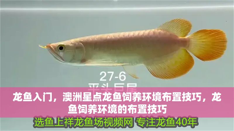 龍魚入門，澳洲星點龍魚飼養環境布置技巧，龍魚飼養環境的布置技巧