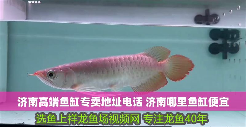 濟南高端魚缸專賣地址電話 濟南哪里魚缸便宜