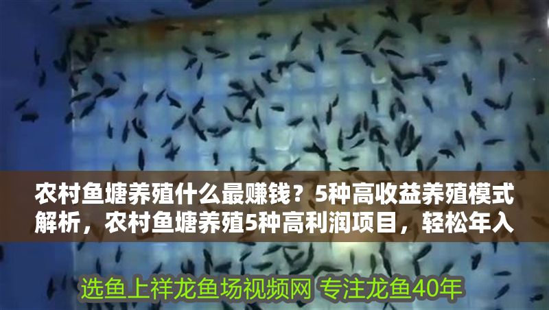 農村魚塘養殖什么最賺錢?5種高收益養殖模式解析,農村魚塘養殖5種高利潤項目,輕松年入10萬+! 龍魚百科 第1張 農村魚塘養殖什么最賺錢?5種高收益養殖模式解析,農村魚塘養殖5種高利潤項目,輕松年入10萬+! 農村魚塘養殖什么最賺錢?5種高收益養殖模式解析,農村魚塘養殖5種高利潤項目,輕松年入10萬+! 龍魚百科 第1張