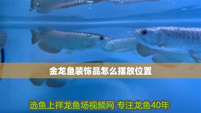 金龍魚裝飾品怎么擺放位置