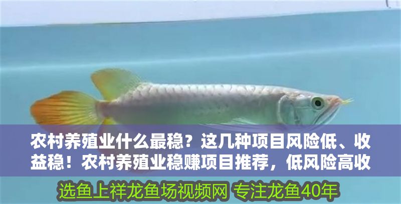 農村養殖業什么最穩？這幾種項目風險低、收益穩！農村養殖業穩賺項目推薦，低風險高收益的幾種選擇