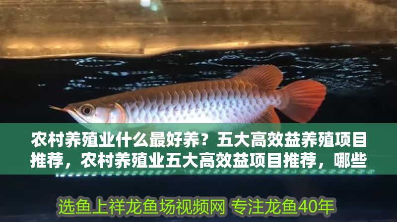 農村養殖業什么最好養？五大高效益養殖項目推薦，農村養殖業五大高效益項目推薦，哪些品種最適合養殖？