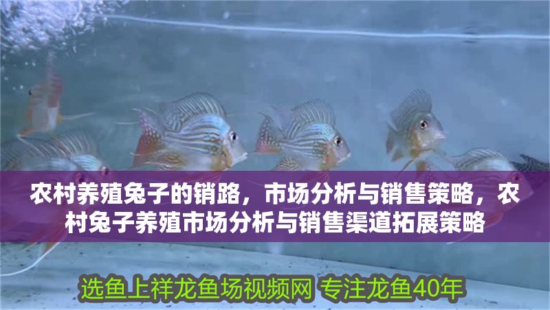 農(nóng)村養(yǎng)殖兔子的銷路，市場(chǎng)分析與銷售策略，農(nóng)村兔子養(yǎng)殖市場(chǎng)分析與銷售渠道拓展策略 農(nóng)村養(yǎng)殖兔子的銷路，市場(chǎng)分析與銷售策略，農(nóng)村兔子養(yǎng)殖市場(chǎng)分析與銷售渠道拓展策略 龍魚(yú)百科 第1張