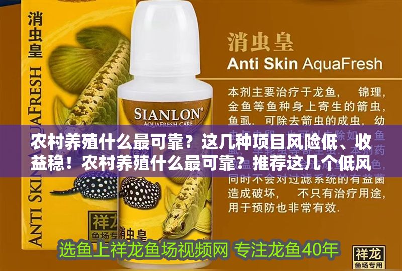 農村養殖什么最可靠？這幾種項目風險低、收益穩！農村養殖什么最可靠？推薦這幾個低風險、穩收益的項目！ 農村養殖什么最可靠？這幾種項目風險低、收益穩！農村養殖什么最可靠？推薦這幾個低風險、穩收益的項目！ 龍魚百科 第1張