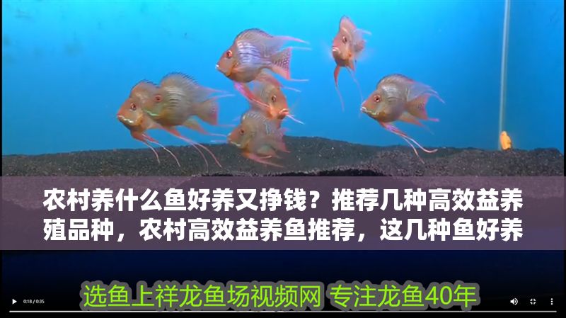 農村養什么魚好養又掙錢？推薦幾種高效益養殖品種，農村高效益養魚推薦，這幾種魚好養又賺錢！