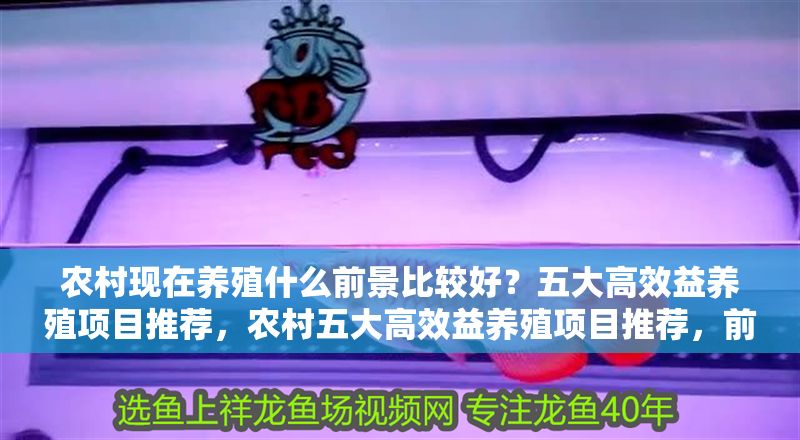 農村現在養殖什么前景比較好？五大高效益養殖項目推薦，農村五大高效益養殖項目推薦，前景好賺錢快！