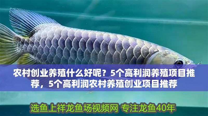 農(nóng)村創(chuàng)業(yè)養(yǎng)殖什么好呢？5個(gè)高利潤(rùn)養(yǎng)殖項(xiàng)目推薦，5個(gè)高利潤(rùn)農(nóng)村養(yǎng)殖創(chuàng)業(yè)項(xiàng)目推薦