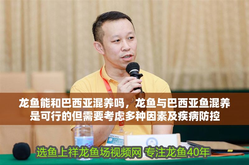 龍魚能和巴西亞混養(yǎng)嗎，龍魚與巴西亞魚混養(yǎng)是可行的但需要考慮多種因素及疾病防控