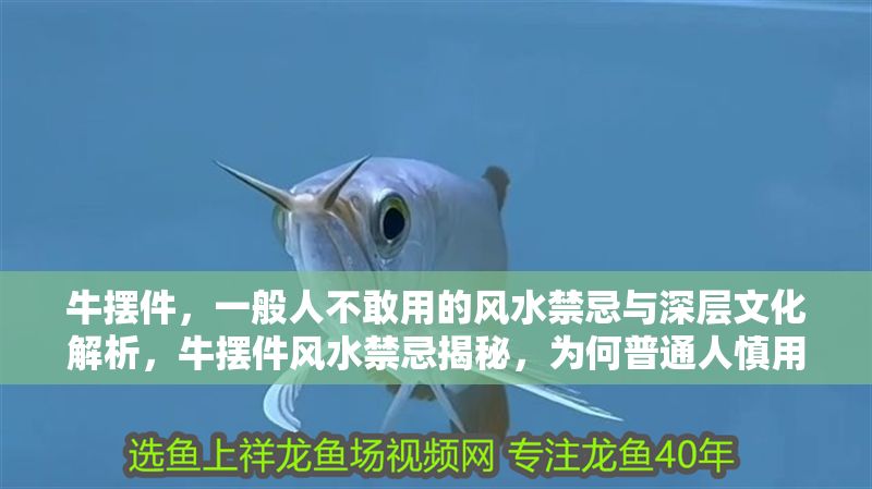 牛擺件，一般人不敢用的風水禁忌與深層文化解析，牛擺件風水禁忌揭秘，為何普通人慎用？文化內涵深度解析