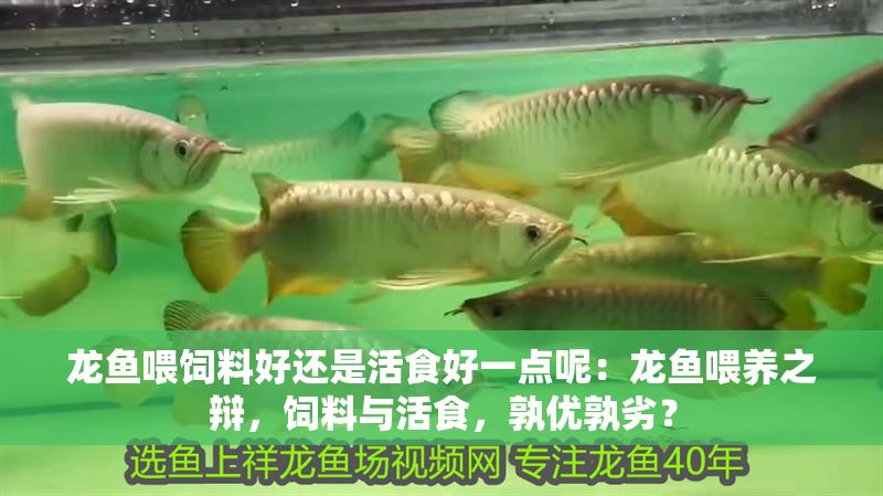 龍魚喂飼料好還是活食好一點呢：龍魚喂養之辯，飼料與活食，孰優孰劣？