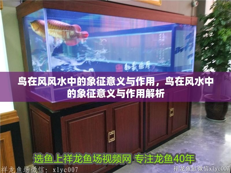 鳥在風風水中的象征意義與作用，鳥在風水中的象征意義與作用解析