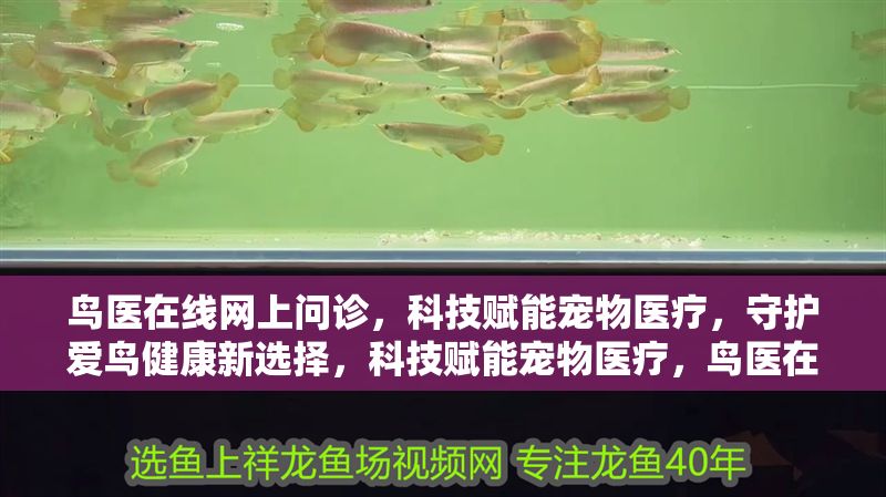 鳥醫在線網上問診，科技賦能寵物醫療，守護愛鳥健康新選擇，科技賦能寵物醫療，鳥醫在線守護愛鳥健康新選擇