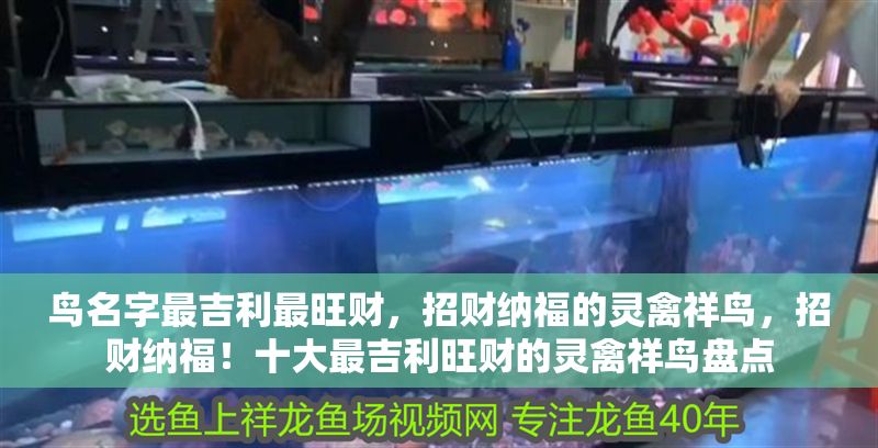 鳥名字最吉利最旺財，招財納福的靈禽祥鳥，招財納福！十大最吉利旺財的靈禽祥鳥盤點 鳥名字最吉利最旺財，招財納福的靈禽祥鳥，招財納福！十大最吉利旺財的靈禽祥鳥盤點 龍魚百科 第1張