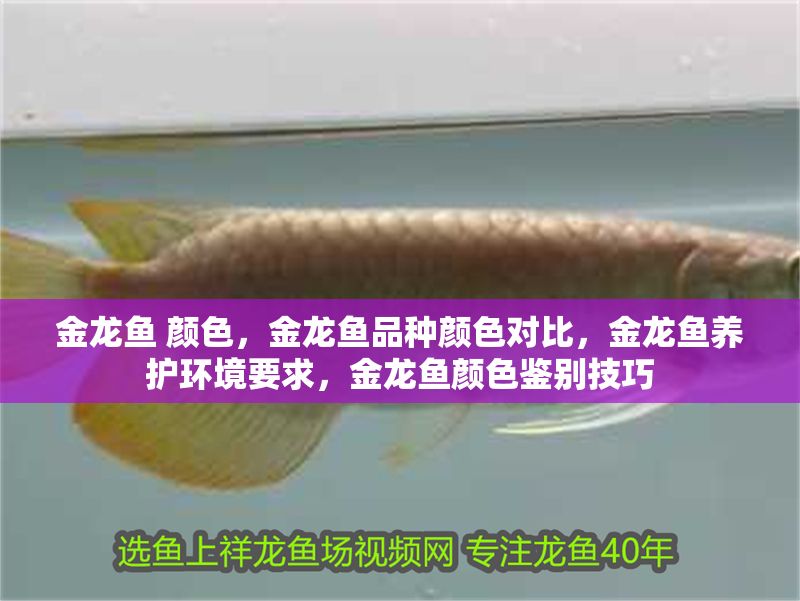 金龍魚 顏色，金龍魚品種顏色對比，金龍魚養(yǎng)護環(huán)境要求，金龍魚顏色鑒別技巧
