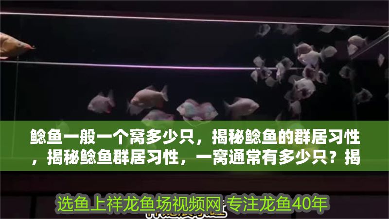 鯰魚一般一個窩多少只，揭秘鯰魚的群居習性，揭秘鯰魚群居習性，一窩通常有多少只？揭秘鯰魚群居習性，一窩通常有多少只？