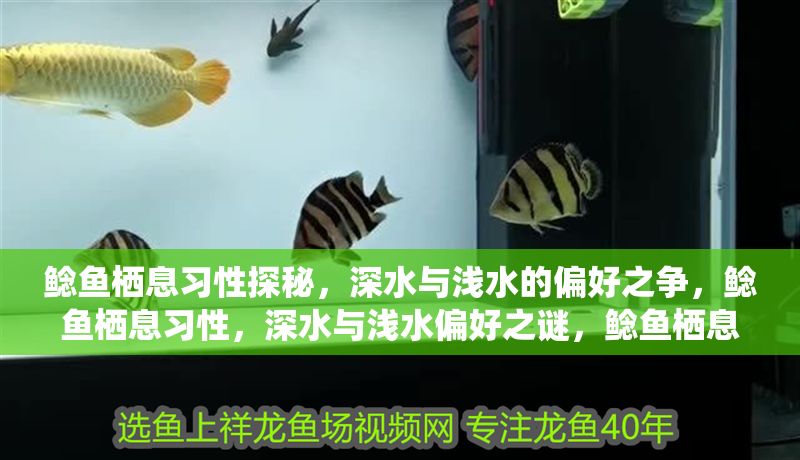 鯰魚棲息習性探秘，深水與淺水的偏好之爭，鯰魚棲息習性，深水與淺水偏好之謎，鯰魚棲息習性，深水與淺水的偏好之謎