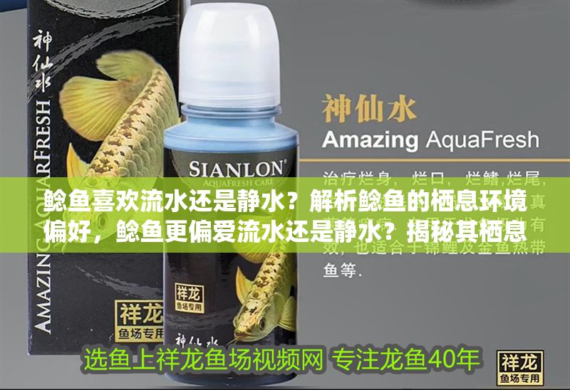 鯰魚喜歡流水還是靜水？解析鯰魚的棲息環境偏好，鯰魚更偏愛流水還是靜水？揭秘其棲息環境選擇，鯰魚更愛流水還是靜水？揭秘其棲息環境偏好 鯰魚喜歡流水還是靜水？解析鯰魚的棲息環境偏好，鯰魚更偏愛流水還是靜水？揭秘其棲息環境選擇，鯰魚更愛流水還是靜水？揭秘其棲息環境偏好 龍魚百科 第2張