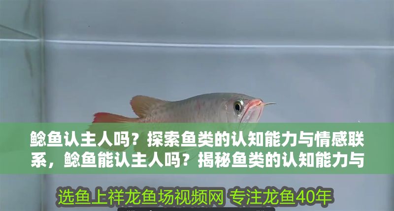 鯰魚認(rèn)主人嗎？探索魚類的認(rèn)知能力與情感聯(lián)系，鯰魚能認(rèn)主人嗎？揭秘魚類的認(rèn)知能力與情感紐帶，鯰魚能認(rèn)出主人嗎？揭秘魚類的認(rèn)知與情感能力