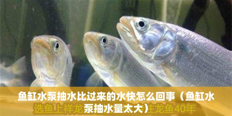 魚缸水泵抽水比過來的水快怎么回事（魚缸水泵抽水量太大）