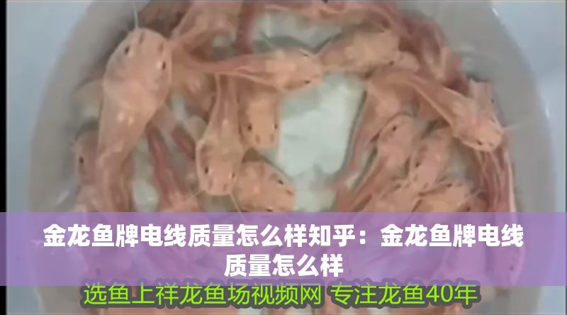金龍魚牌電線質量怎么樣知乎：金龍魚牌電線質量怎么樣
